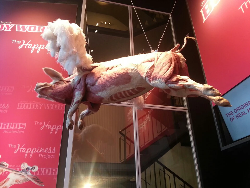 BODY WORLDS - The Happiness Project