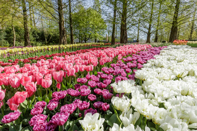 Tickets for Day Trip to Keukenhof ticket visit photo